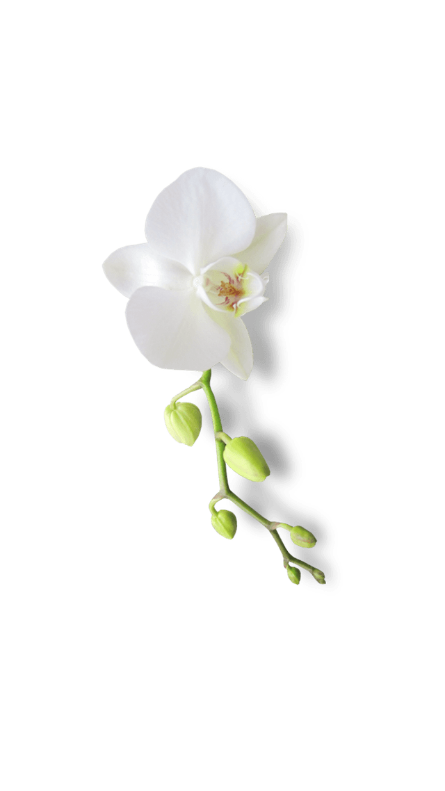 Orchid